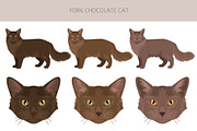 York Chocolate cat clip art, an Animal Illustration by pet design shop (Thumbnail 2 of 4)