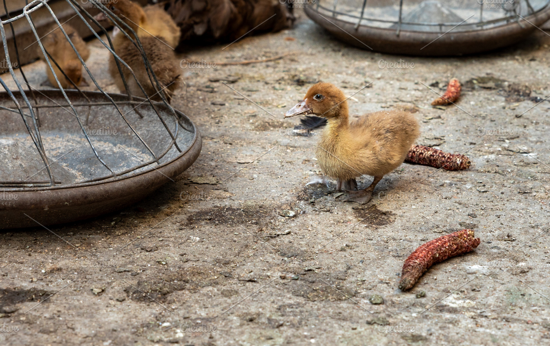 Duckling on Farmyard Ground, an Animal Photo by Ales Munt