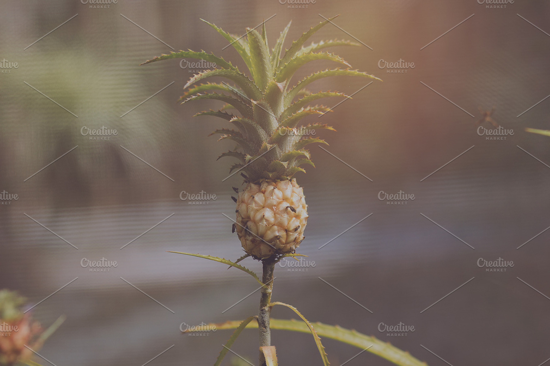 Pineapple 02 stock photo containing photo and pack, a Nature Photo by Salman Photocreative