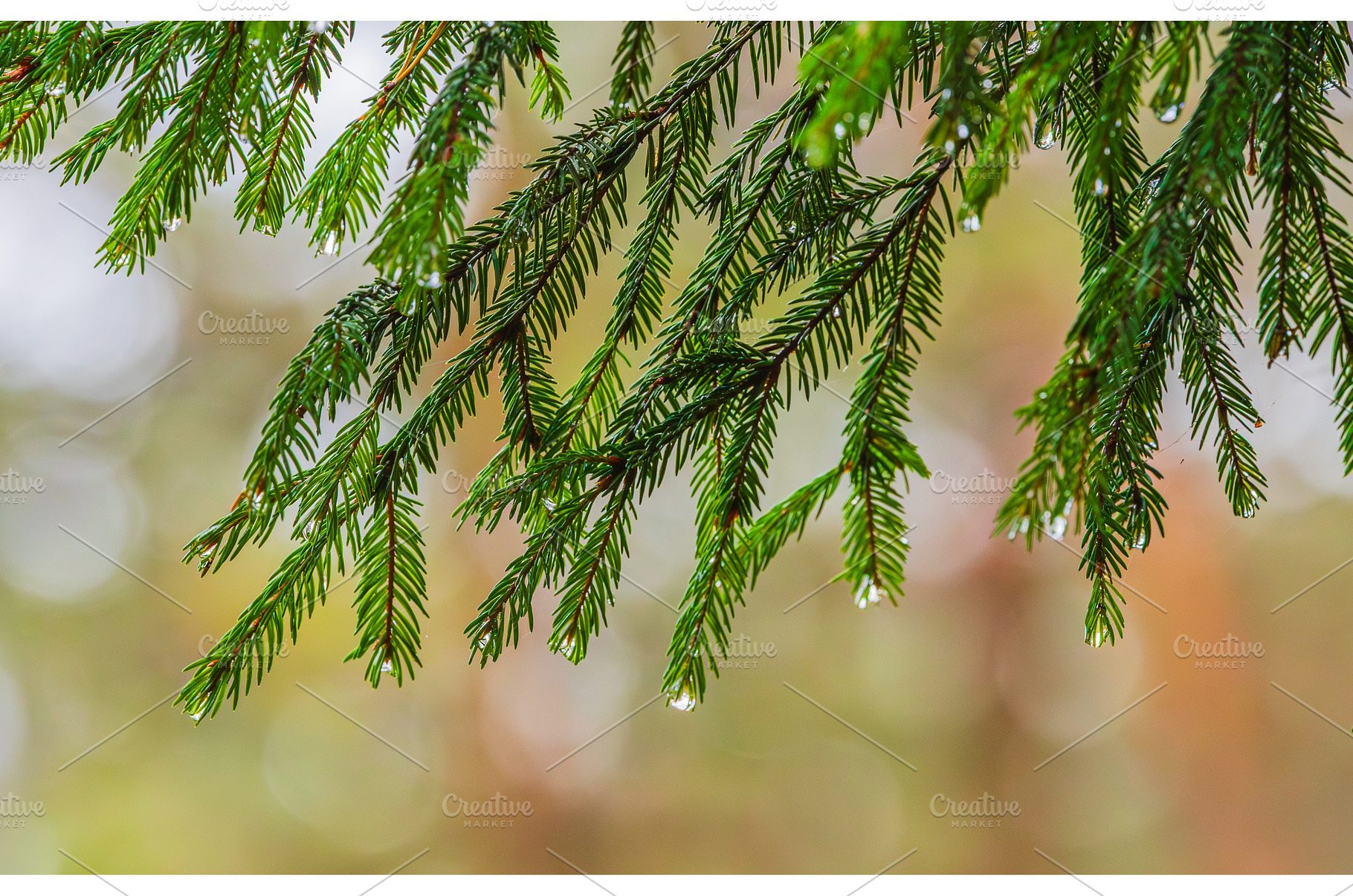 Rain drops on a branches of a fir, a Background Photo by Lukas Jonaitis SHOP