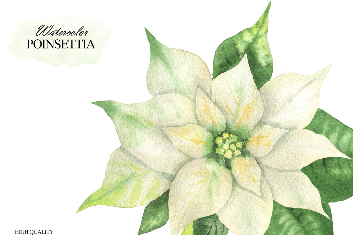 Watercolor white Poinsettia clipart, an Illustration by OlDm_Shop (Photo 6 of 11)