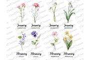 50 Watercolor Birth Month Flowers, a Decorative Illustration by Coral Beauty (Thumbnail 2 of 8)
