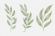 Watercolor Olive Branches Leaves, an Illustration by Creatchees.std (Thumbnail 2 of 13)