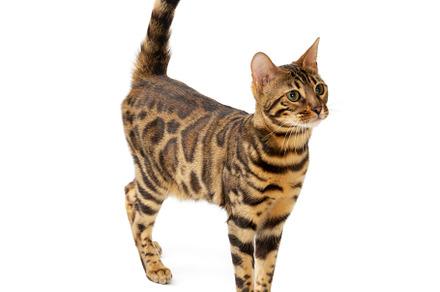 Beautiful adult cat bengal breed