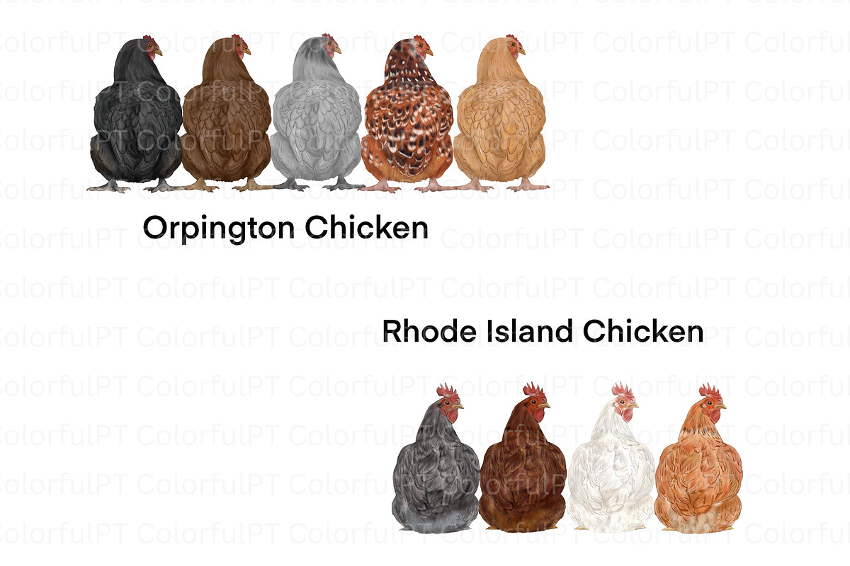 Chicken Breeds Clipart, an Animal Illustration by ColorfulPT (Photo 6 of 7)