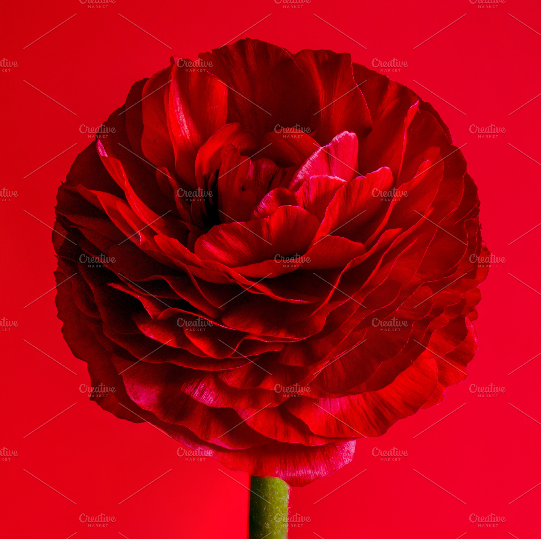 Red, a Nature Photo by ysajna