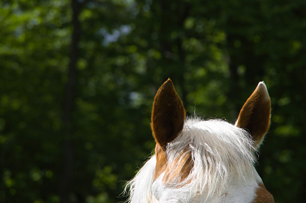 I'm All Ears!