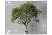 53 Trees PNG Photo Overlays, a Nature Photo by KenScape (Thumbnail 2 of 3)
