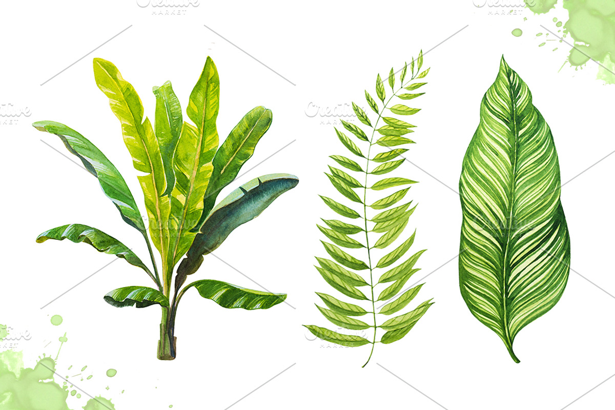 Watercolor tropical leaves set#2., a Decorative Illustration by AlexGreenArt (Photo 5 of 7)