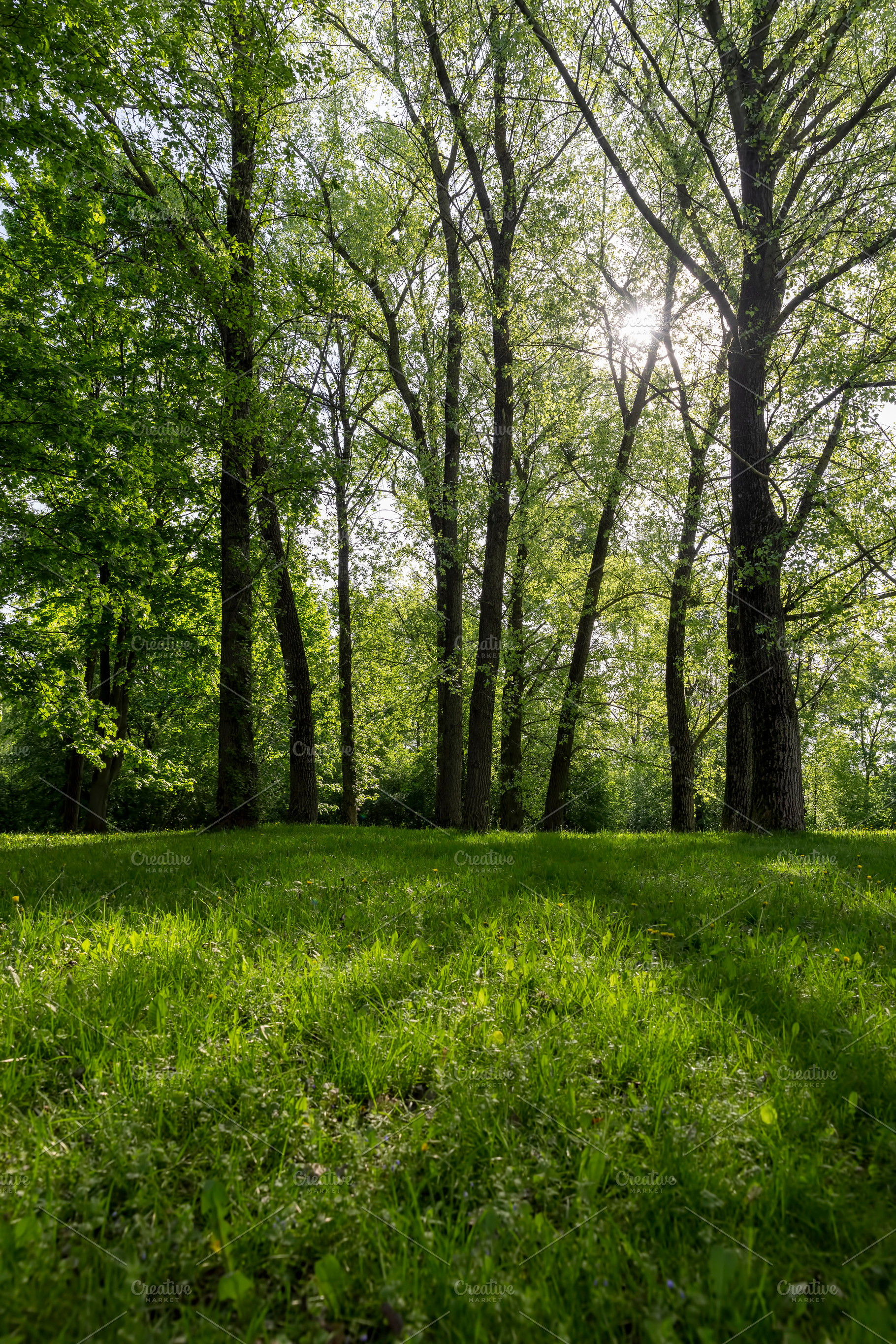 deciduous trees in the park in sunny weather, landscape in the park with green, a Photo by rsoollAI
