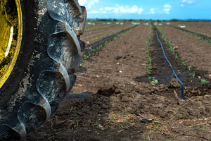 Tractor tire seedlings in rows on th containing seedlings, tractor, and tire