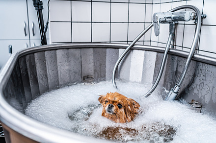 Little funny spitz in the spa salon. Dog care. The animal takes a bath., an Animal Photo by Rov.7