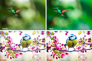 Birds Lr Presets