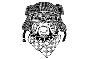 Animal wearing motorycle helmet