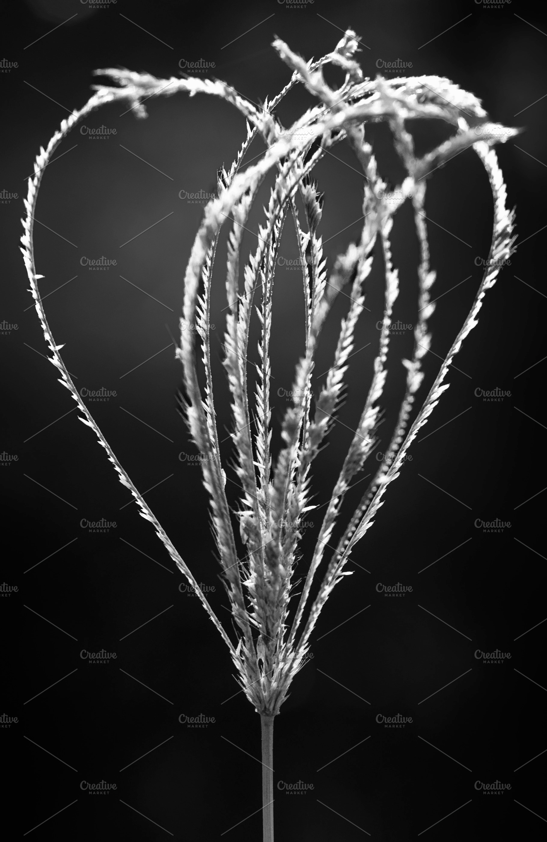 Windmill Grass, a Nature Photo by Rob D Animal Photography