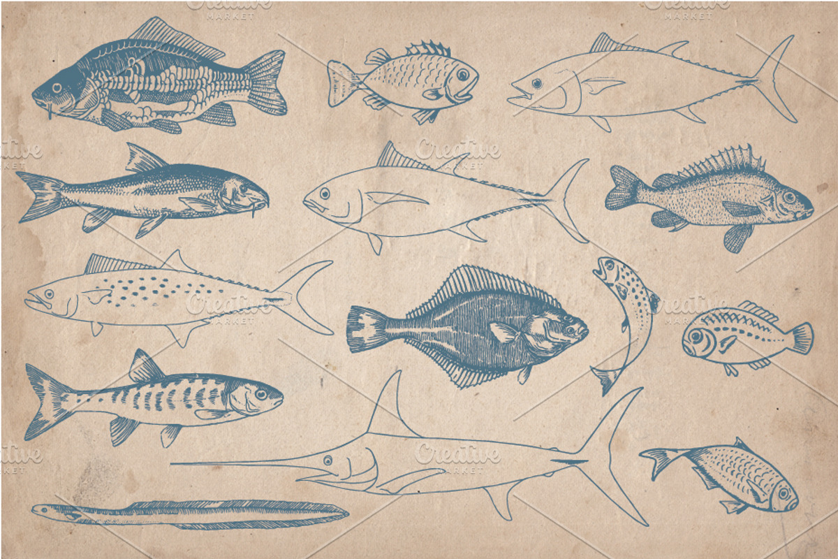 58 Vintage Hand Drawn Fish, a Food Illustration by Mr Vintage (Photo 2 of 5)