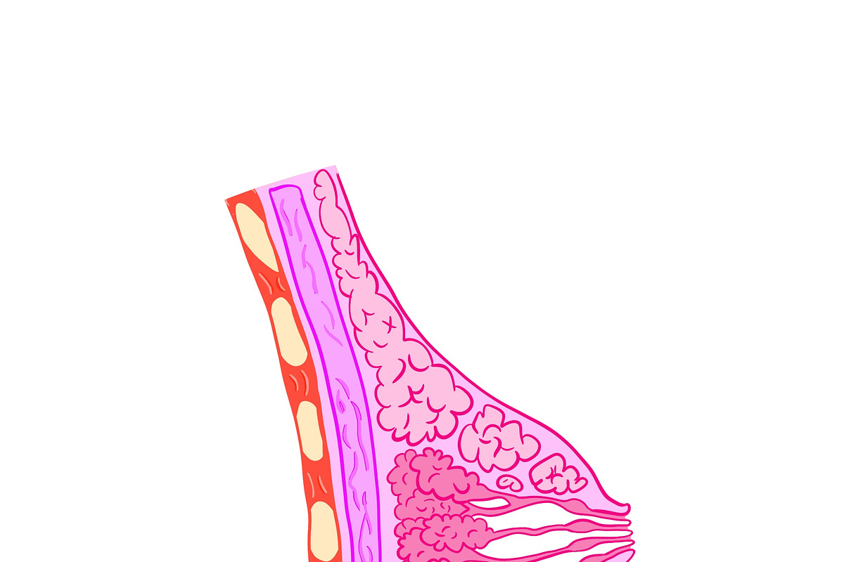 Biology & Anatomy goodnotes stickers, an Education Illustration by Noorist (Photo 6 of 32)
