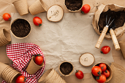Planting tomato seeds for seedlings, a Food & Drink Photo by Pandateam
