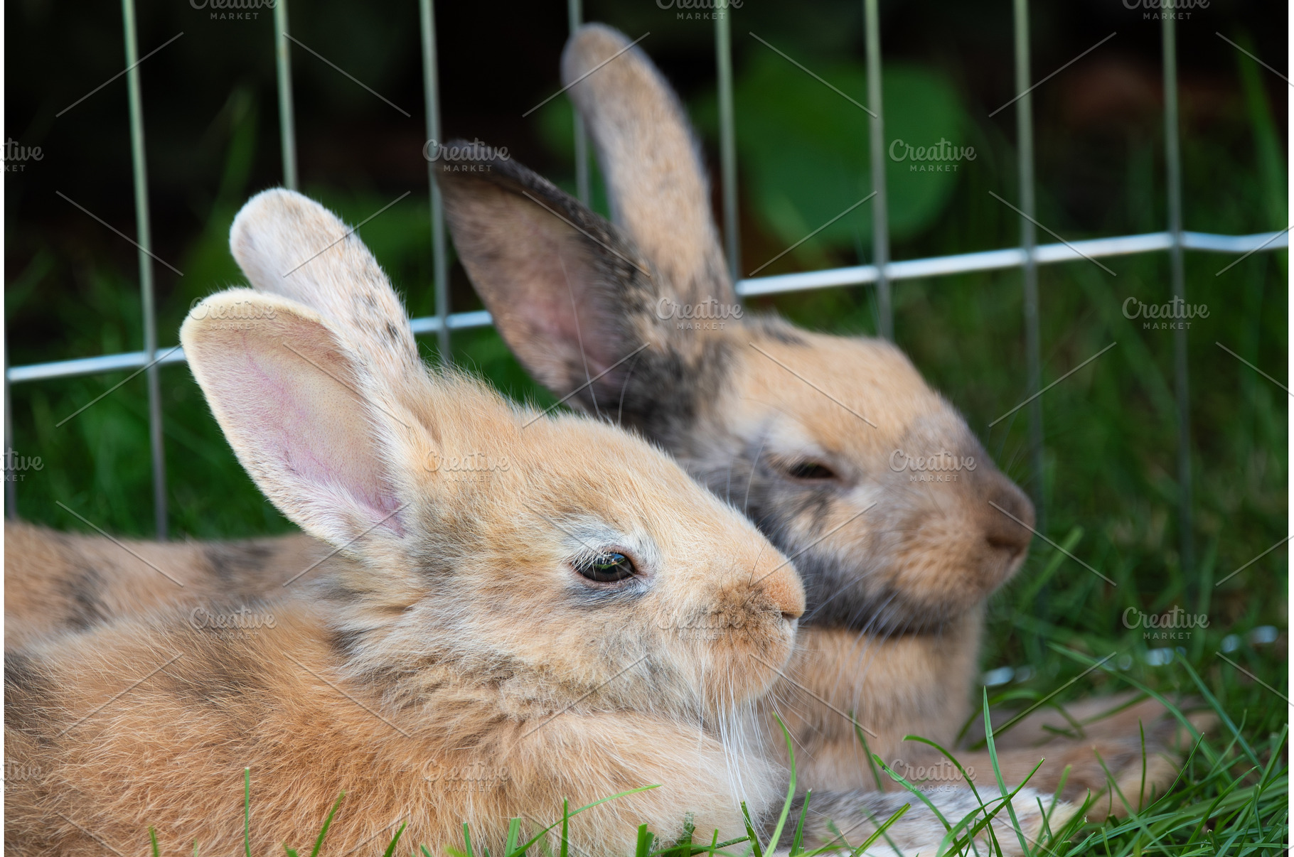 Two rabbits lie on the grass, an Animal Photo by MadPhotos