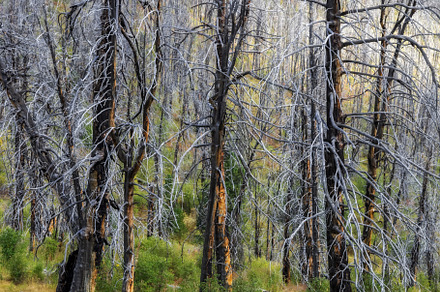 Burnt trees in the forest, a Nature Photo by photoWorkshop