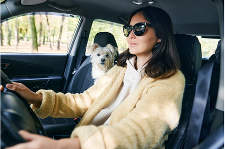 Young woman driving a car with her, an Animal Photo by Gladkov photography