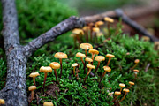 Mushrooms In The Forest Photography, a Nature Photo by Full Circle Design Studio (Thumbnail 29 of 38)