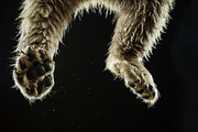 Animal Legs - 49 images, an Animal Photo by Handmadefont (Thumbnail 5 of 13)