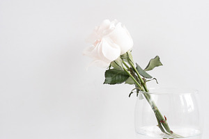 White Rose & Notebooks, Portrait