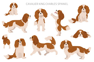 Cavalier King Charles Spaniel