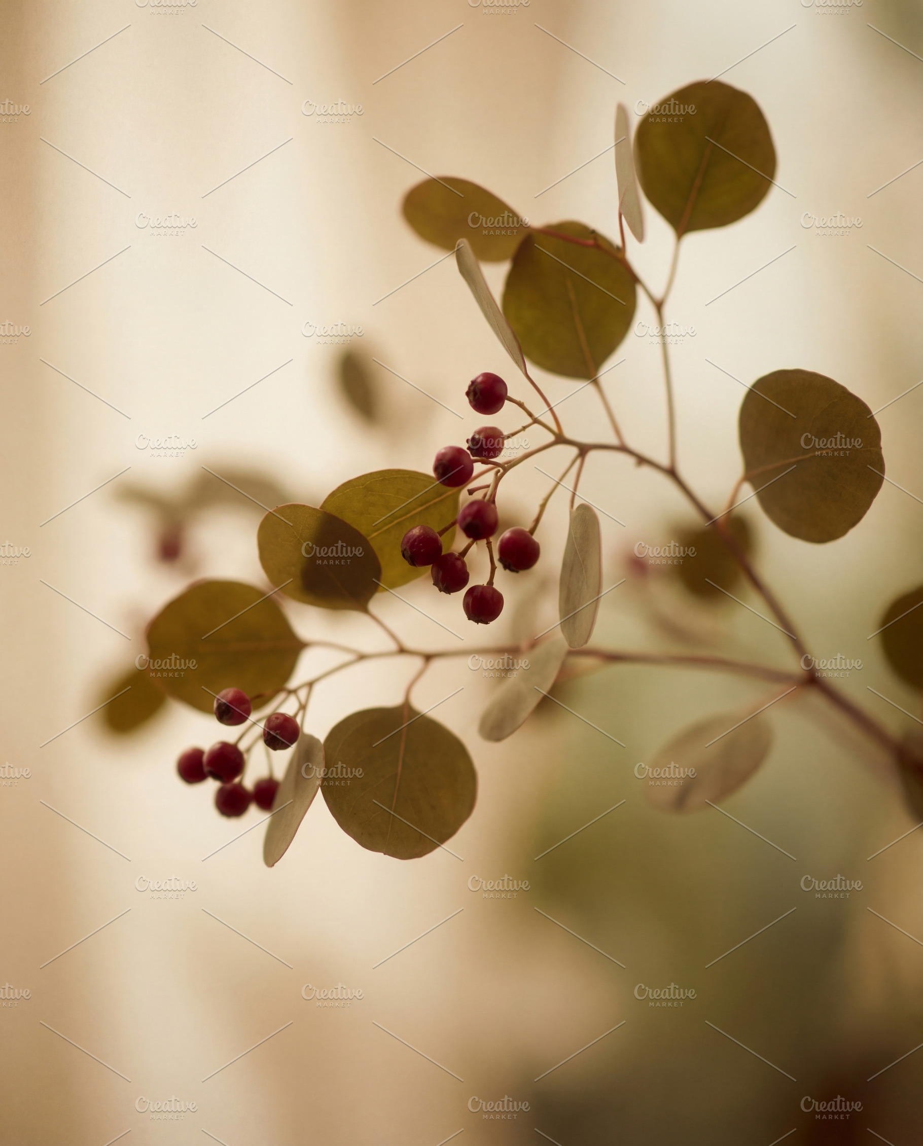 Minimalist eucalyptus branch, a Nature Photo by Virgo Studio