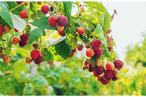 Raspberries grow in the garden, a Food & Drink Photo by yanadjana
