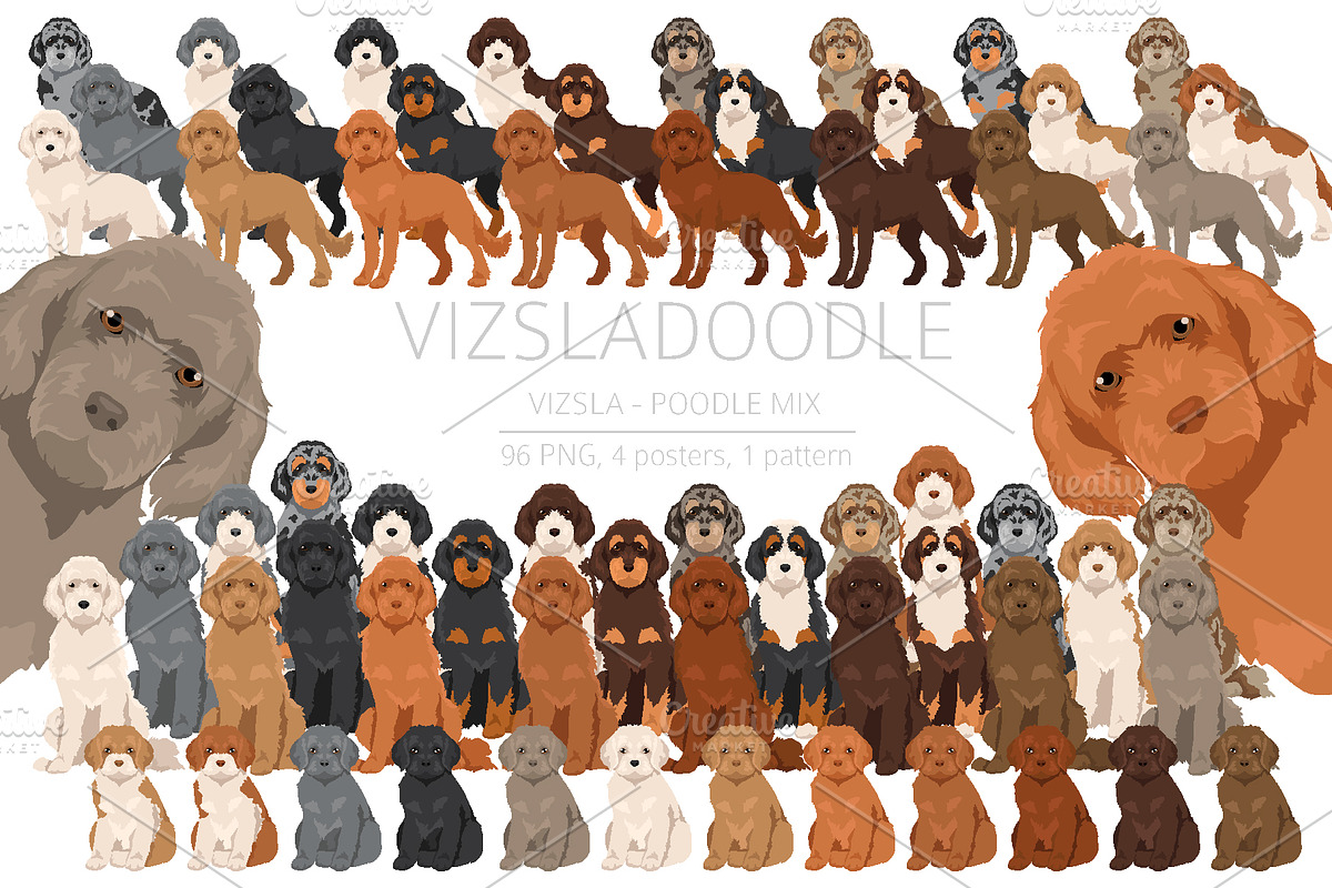 Vizsladoodle (Vizsla Poodle mix), an Animal Illustration by pet design shop (Photo 1 of 6)