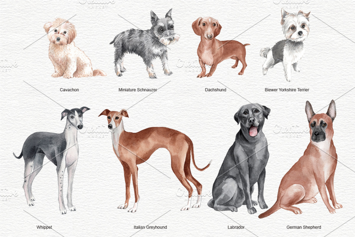 Dogs portrait clipart set, an Animal Illustration by Colibri Watercolor (Photo 2 of 6)