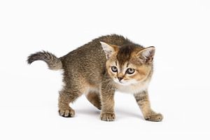 A small British Shorthair kitten, golden chinchilla color, stand, an Animal Photo by ndanko