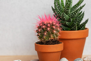 Pink cactus and succulent plants creating cozy interior design, a Background Photo by Olena Rudo