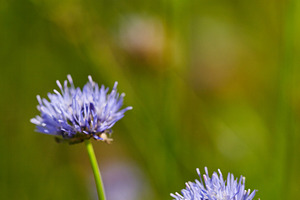 Close-up of Jasione montana flowers on a blurry green meadow. Beautiful field f, a Nature Photo by Rohan Photography