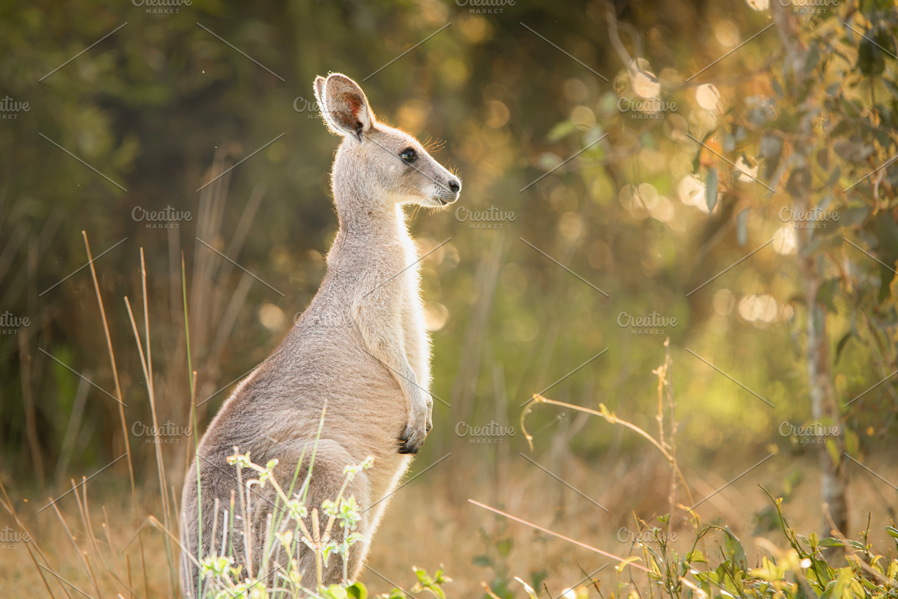 Eastern Grey Kangaroo, an Animal Photo by Rob D Animal Photography