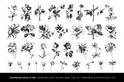 Vintage Botanical Vector Set, a Decorative Illustration by Pingebat (Thumbnail 2 of 18)