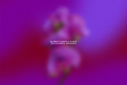 Bold Bloom – Floral Backgrounds, a Background Graphic by StudioMorf (Thumbnail 2 of 14)