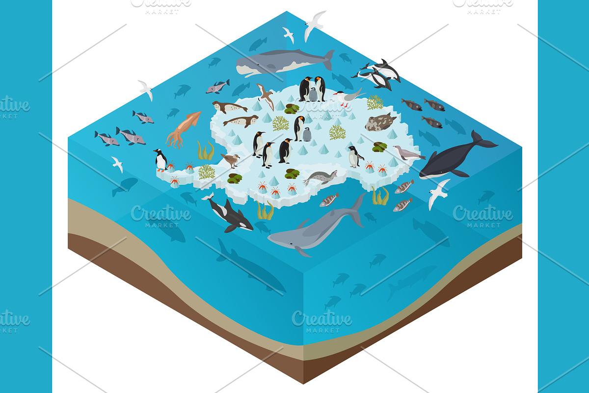 Antarctica isometric flora and fauna, an Animal Illustration by pet design shop (Photo 4 of 5)