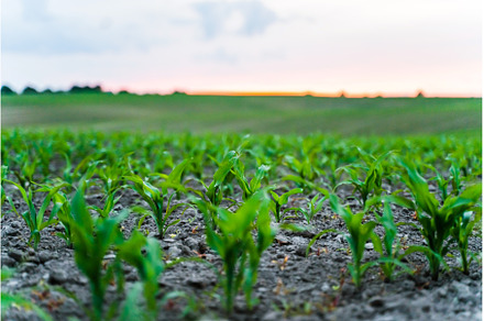 Corn seedlings sprouting across wide