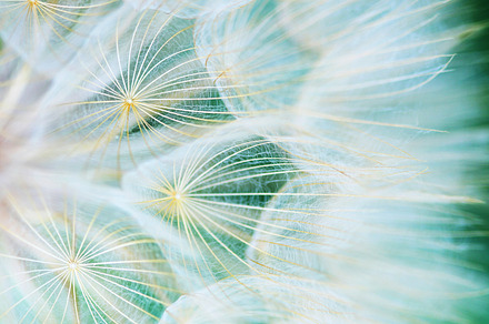 Dandelion 1