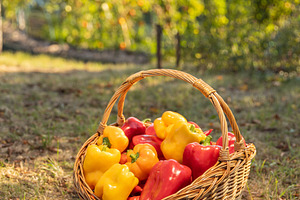 Homegrow produce concept, a Photo by Grafvision photography