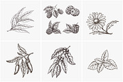 Hand drawn vector plants, a Food Illustration by SHom (Thumbnail 8 of 17)