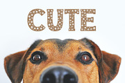 Dog Paw - Pet Font, a Font by vladocar (Thumbnail 4 of 7)