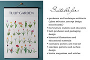 126 Tulip Varieties Flat Vectors, an Object Graphic by esylvia (Thumbnail 4 of 5)