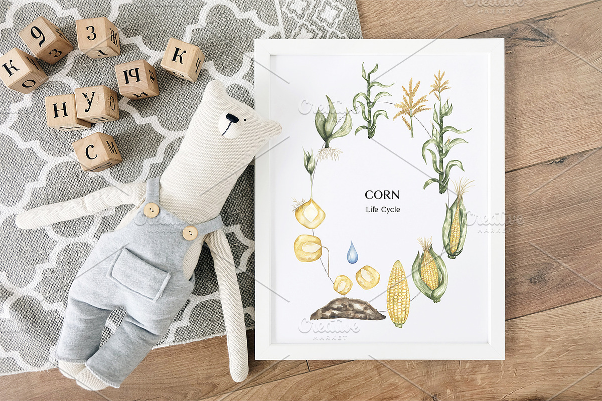 Watercolor Life Cycle Bundle, an Education Illustration by MayaNavits (Photo 20 of 22)