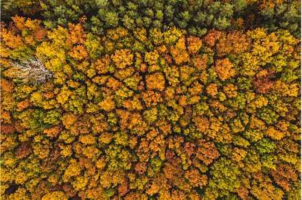 Autumn forest from above, a Nature Photo by Nature and travel