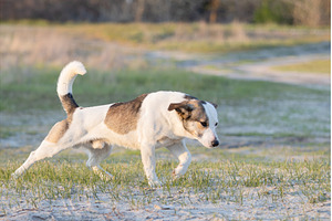 Happy white mixed breed dog resting, an Animal Photo by Pakosta