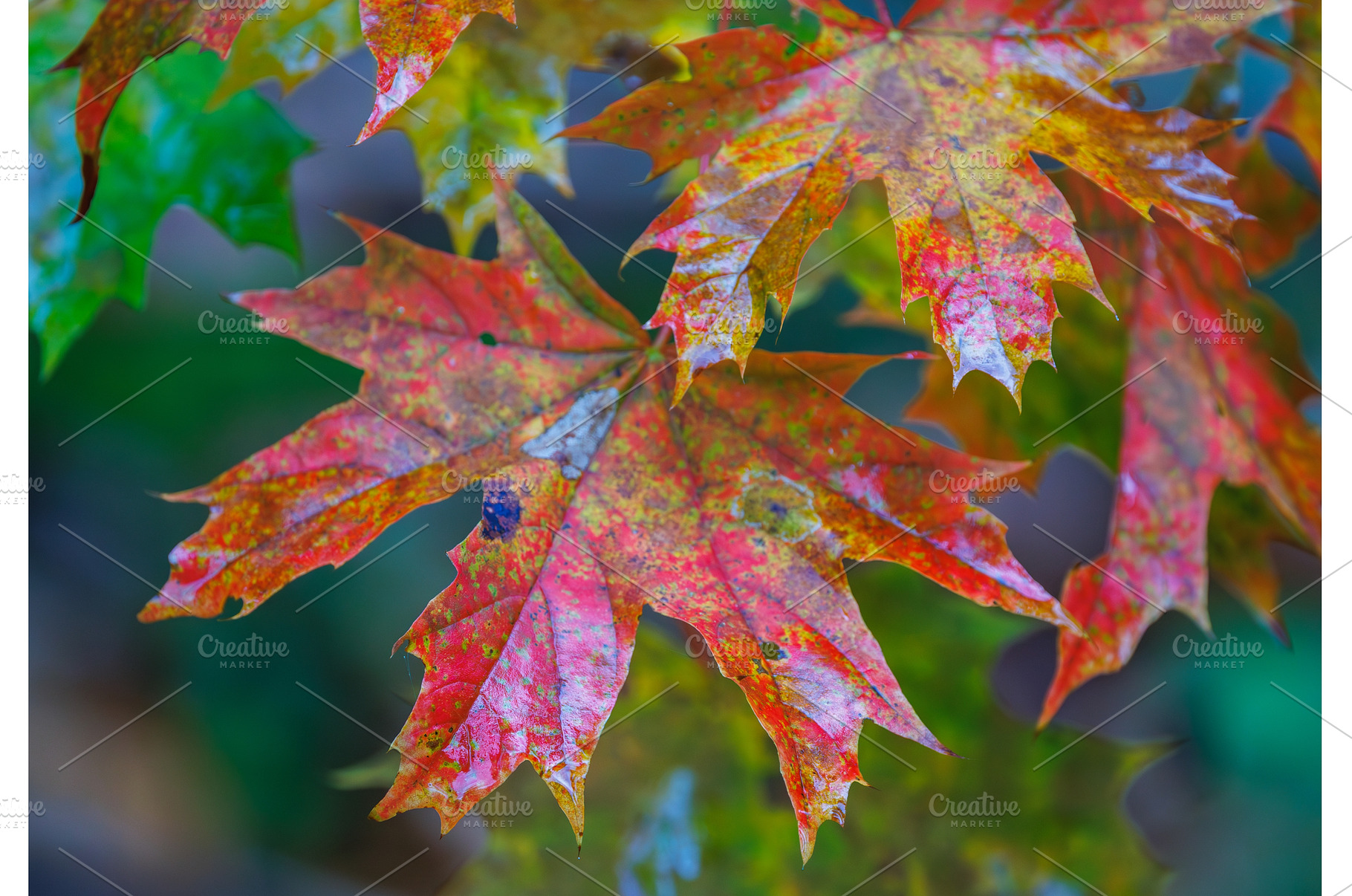 Autumn leaves show vibrant hues of, a Background Photo by Lukas Jonaitis SHOP